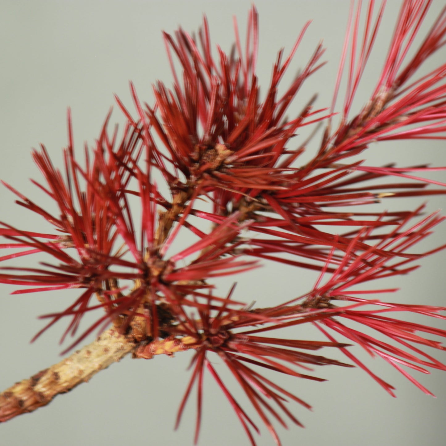 Tokocie BONSAI 黒松