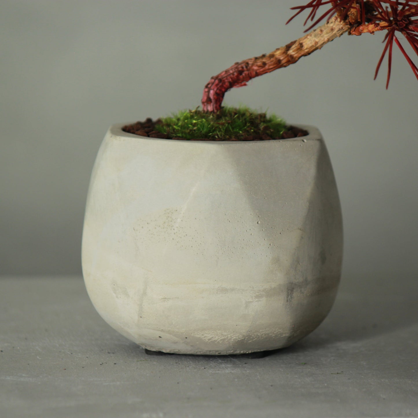 Tokocie BONSAI 黒松