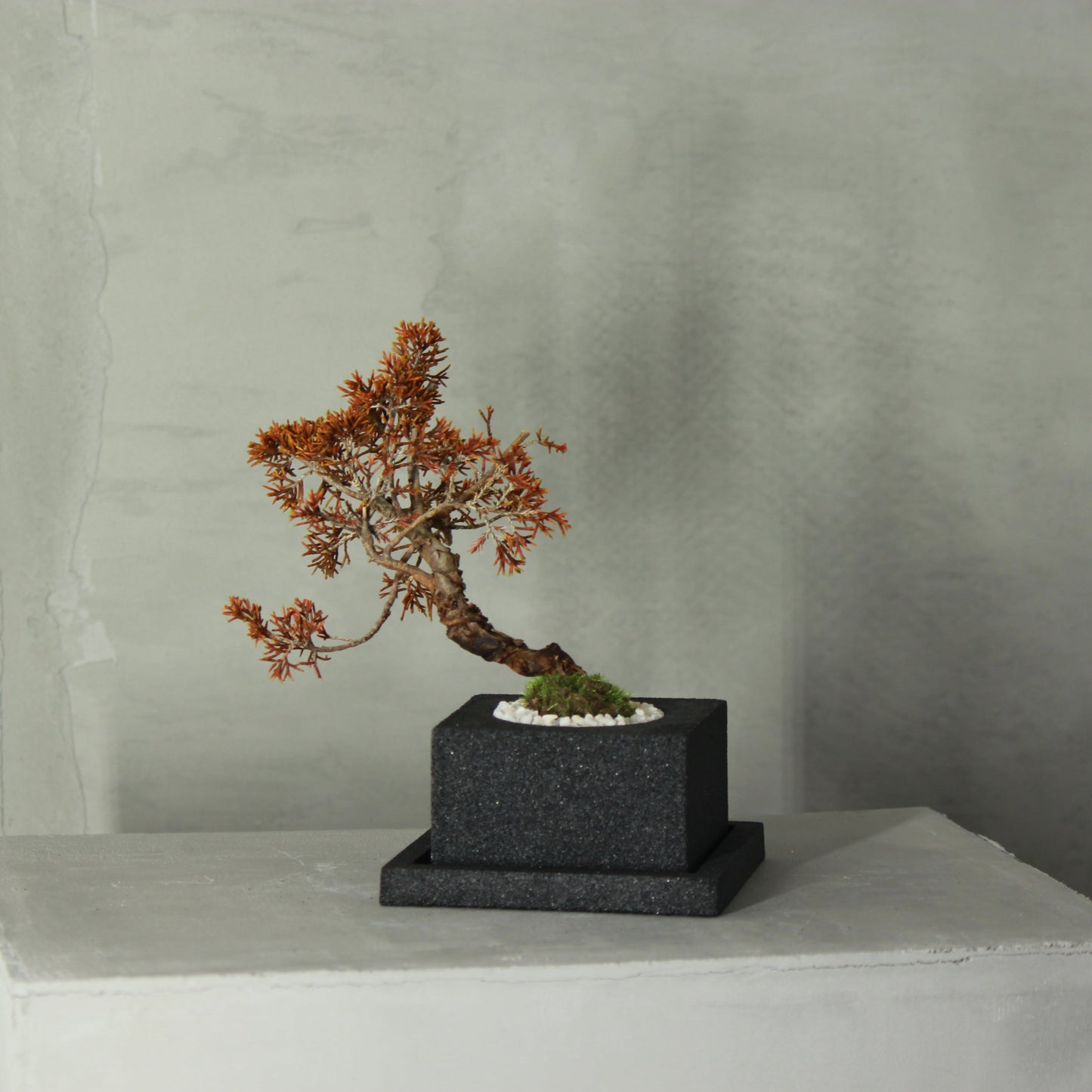 Tokocie BONSAI 真柏