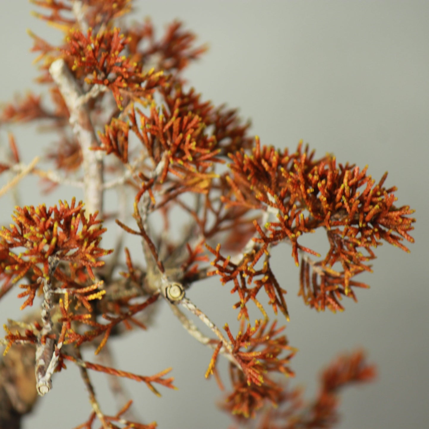 Tokocie BONSAI 真柏