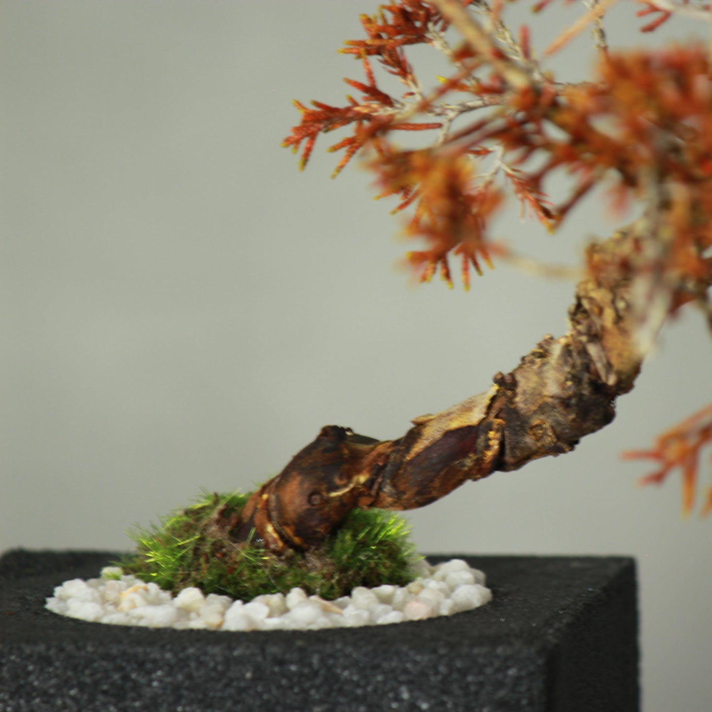 Tokocie BONSAI 真柏