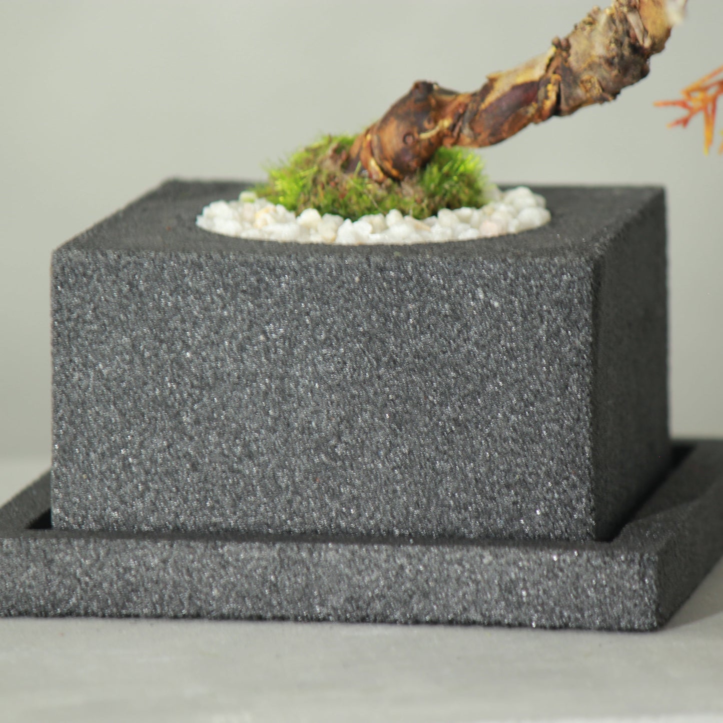 Tokocie BONSAI 真柏