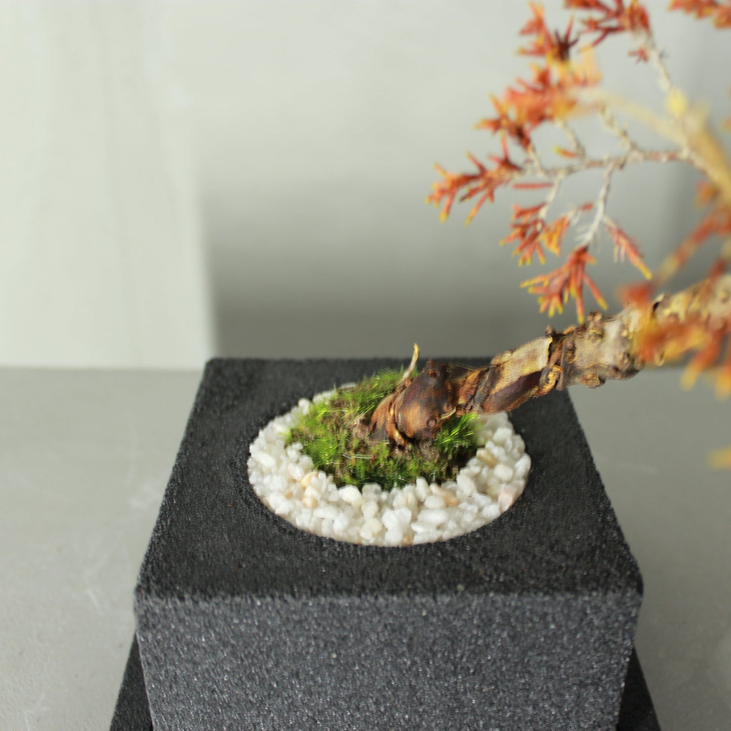 Tokocie BONSAI 真柏