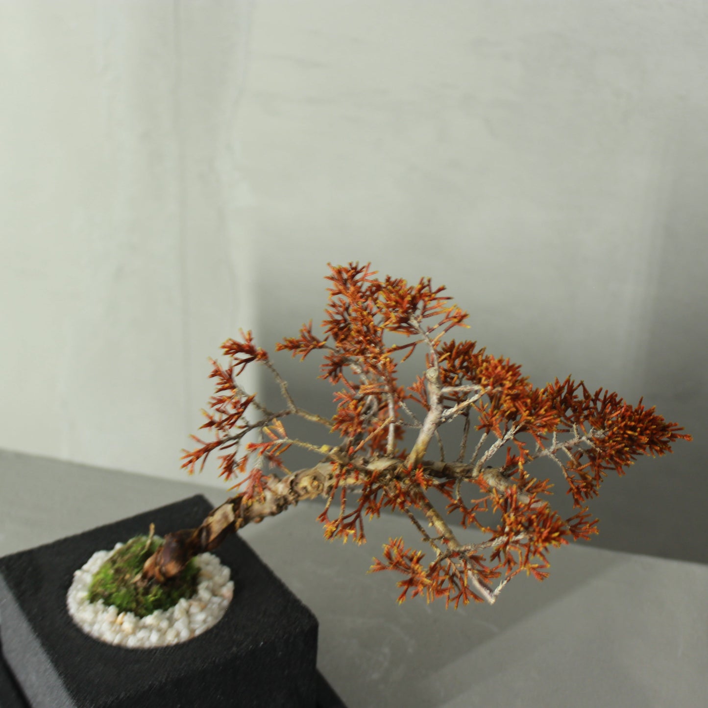 Tokocie BONSAI 真柏