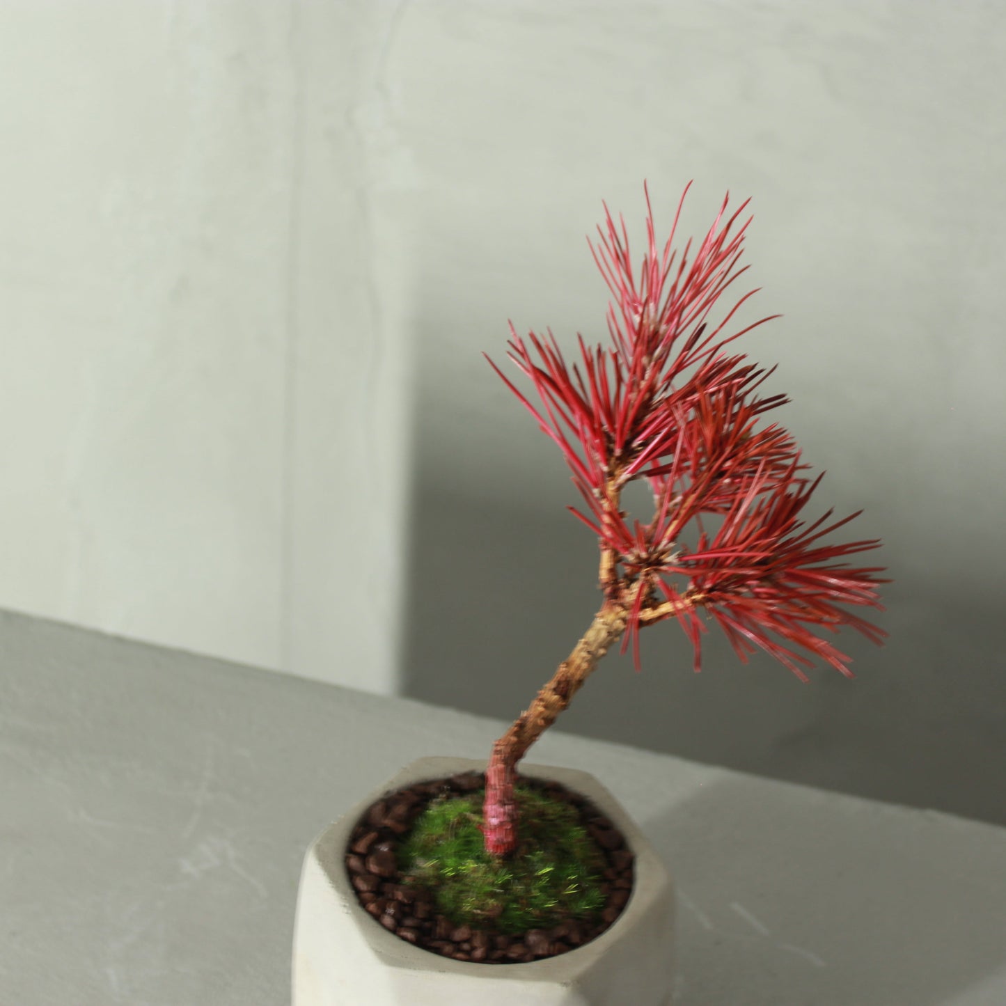 Tokocie BONSAI 黒松