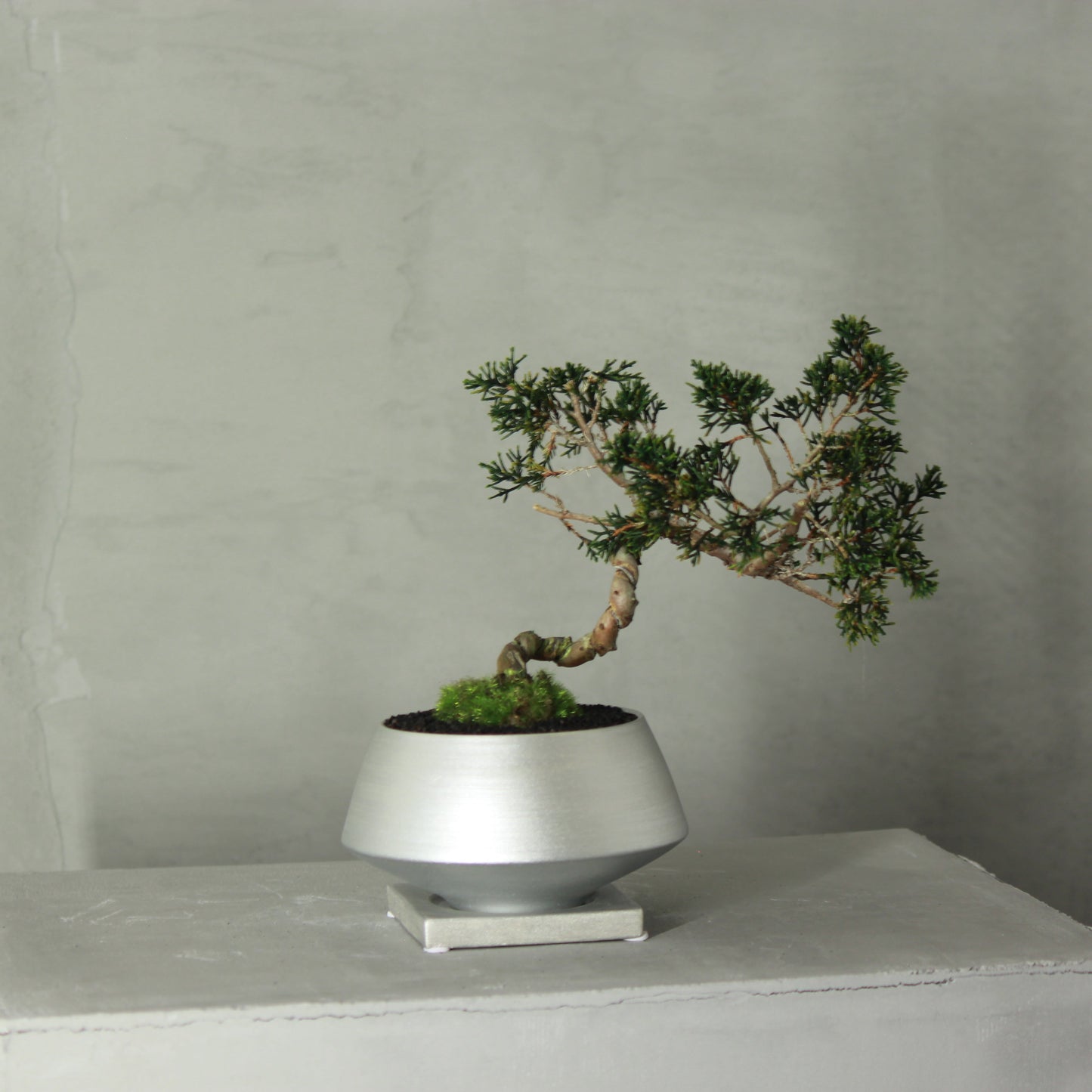 Tokocie BONSAI 真柏