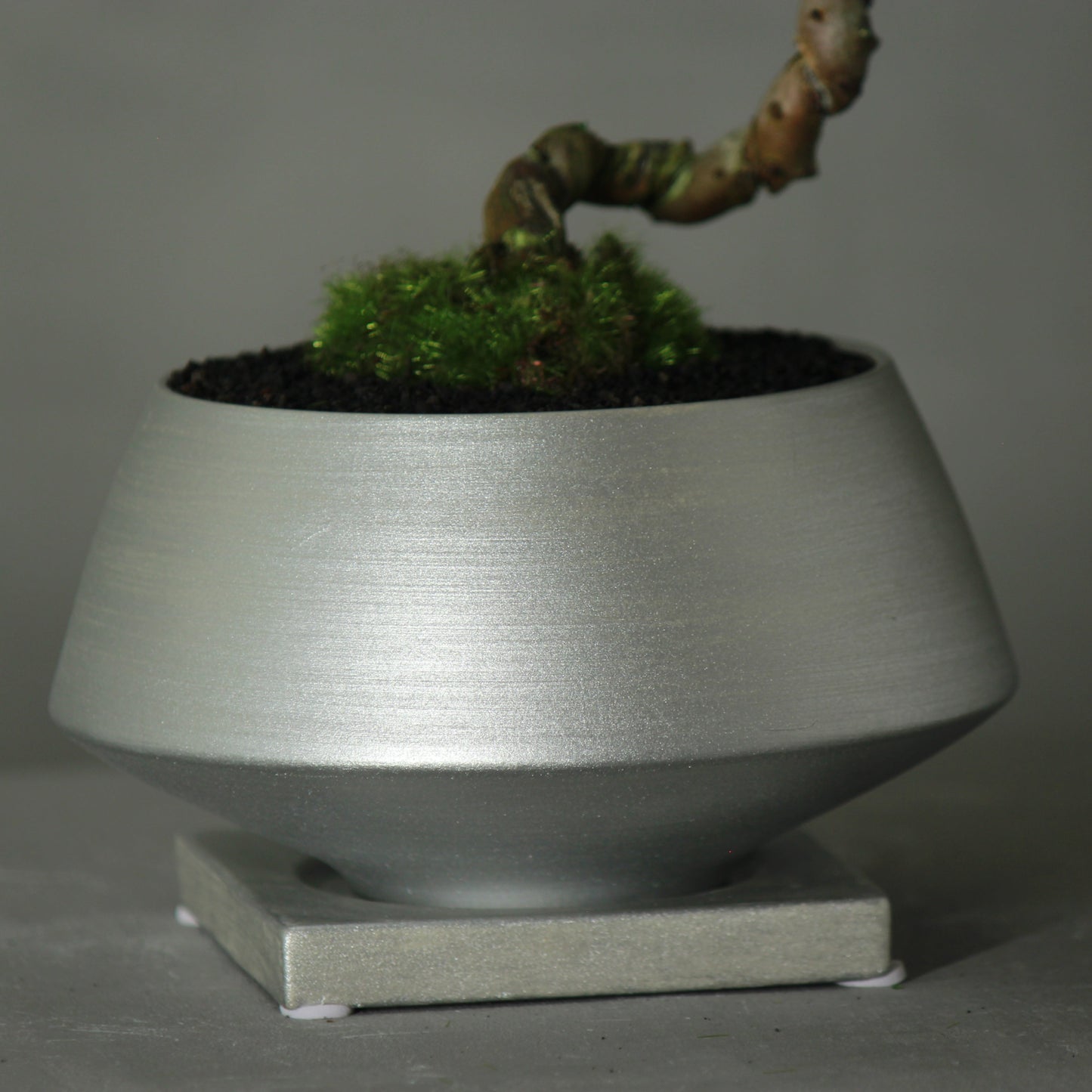 Tokocie BONSAI 真柏