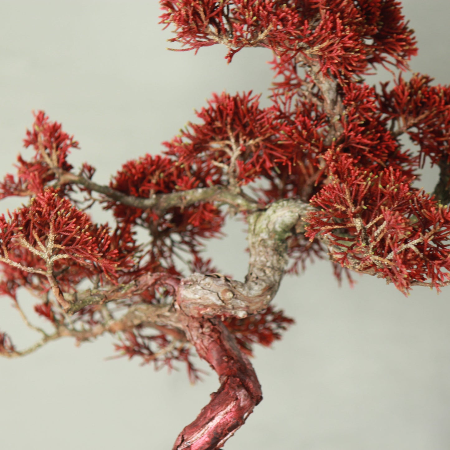 Tokocie BONSAI Premium 真柏