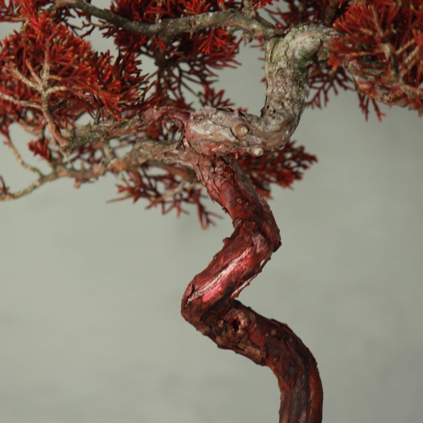 Tokocie BONSAI Premium 真柏