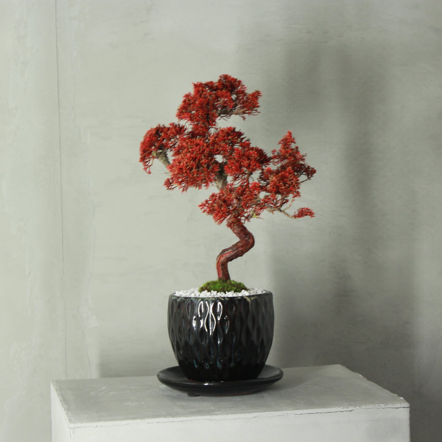 Tokocie BONSAI Premium 真柏
