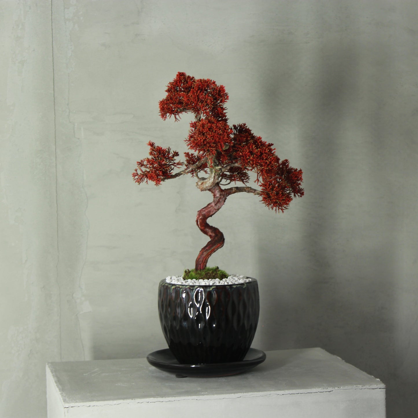 Tokocie BONSAI Premium 真柏