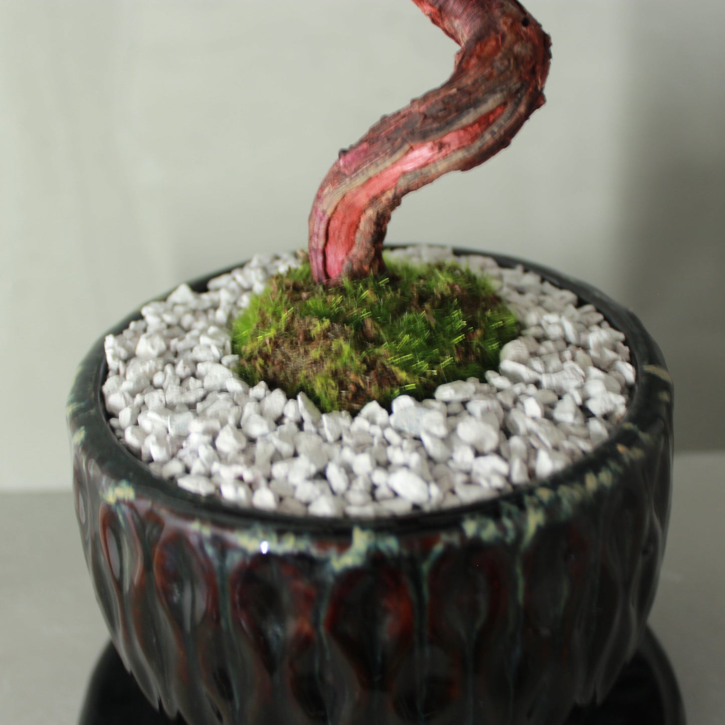 Tokocie BONSAI Premium 真柏