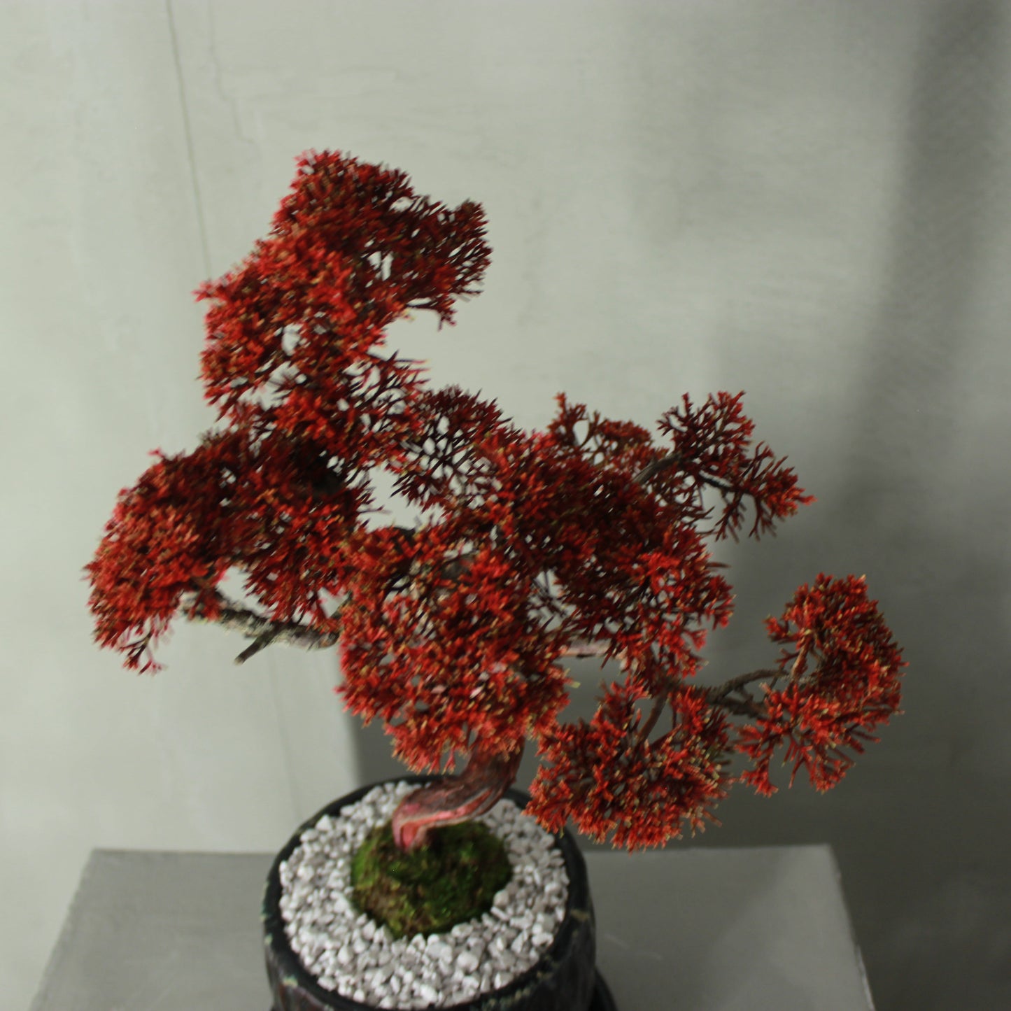 Tokocie BONSAI Premium 真柏