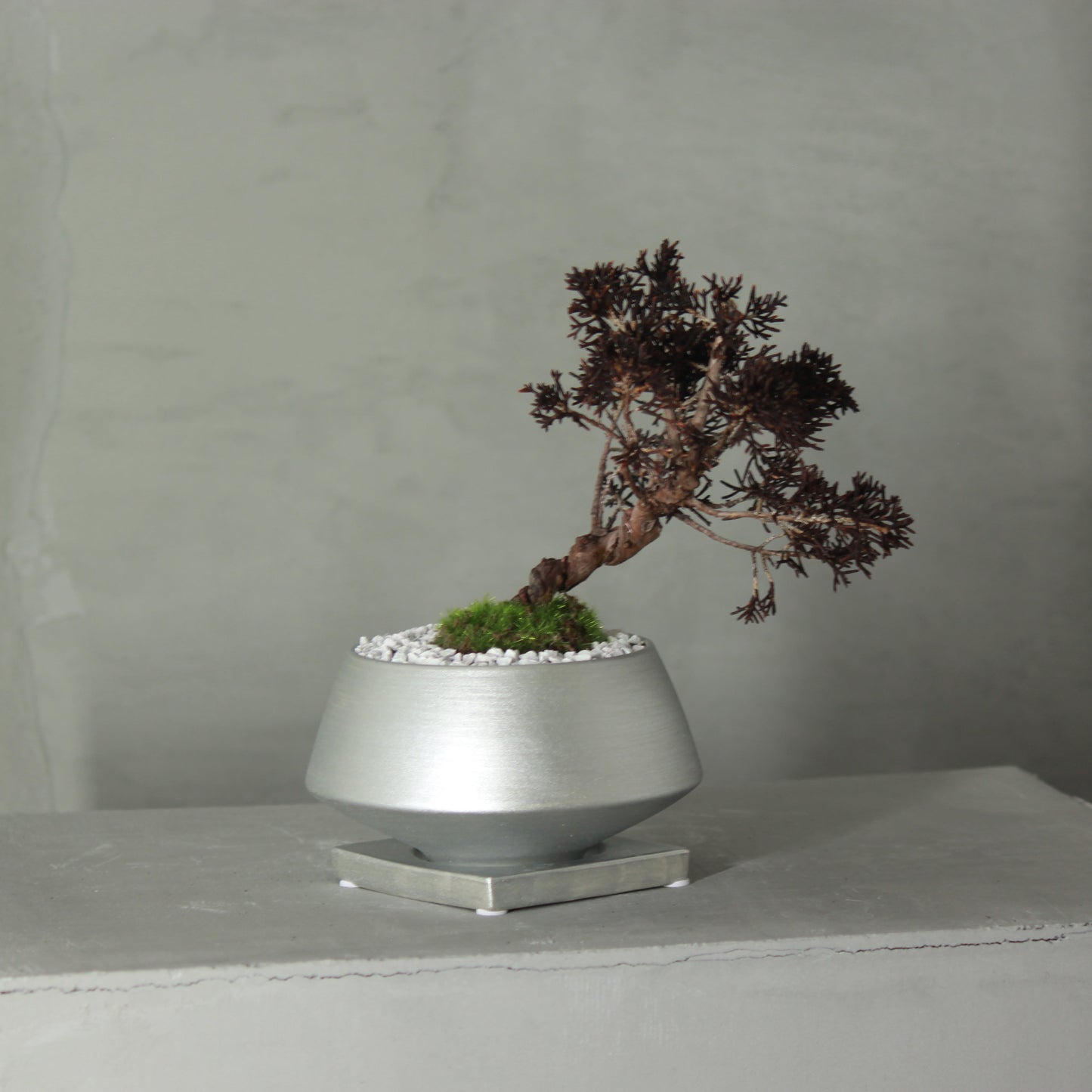 Tokocie BONSAI 真柏