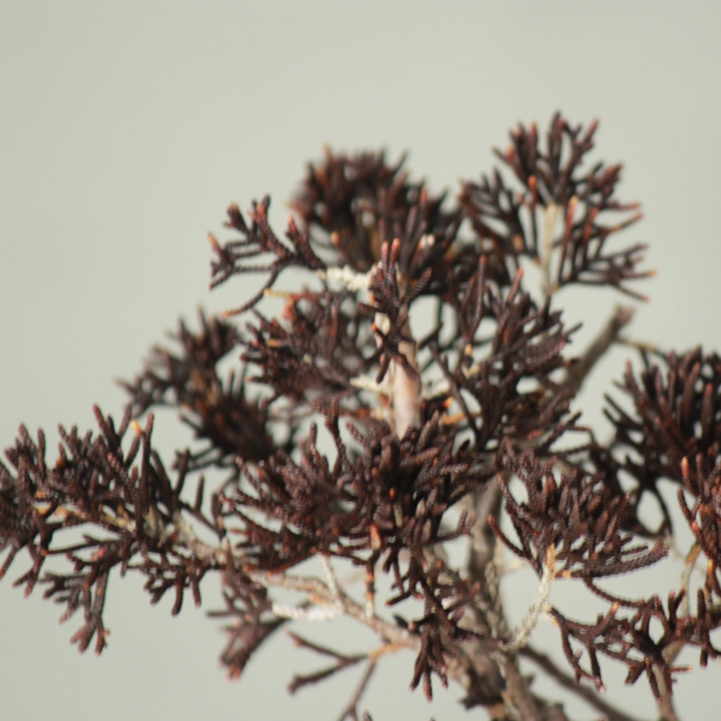 Tokocie BONSAI 真柏