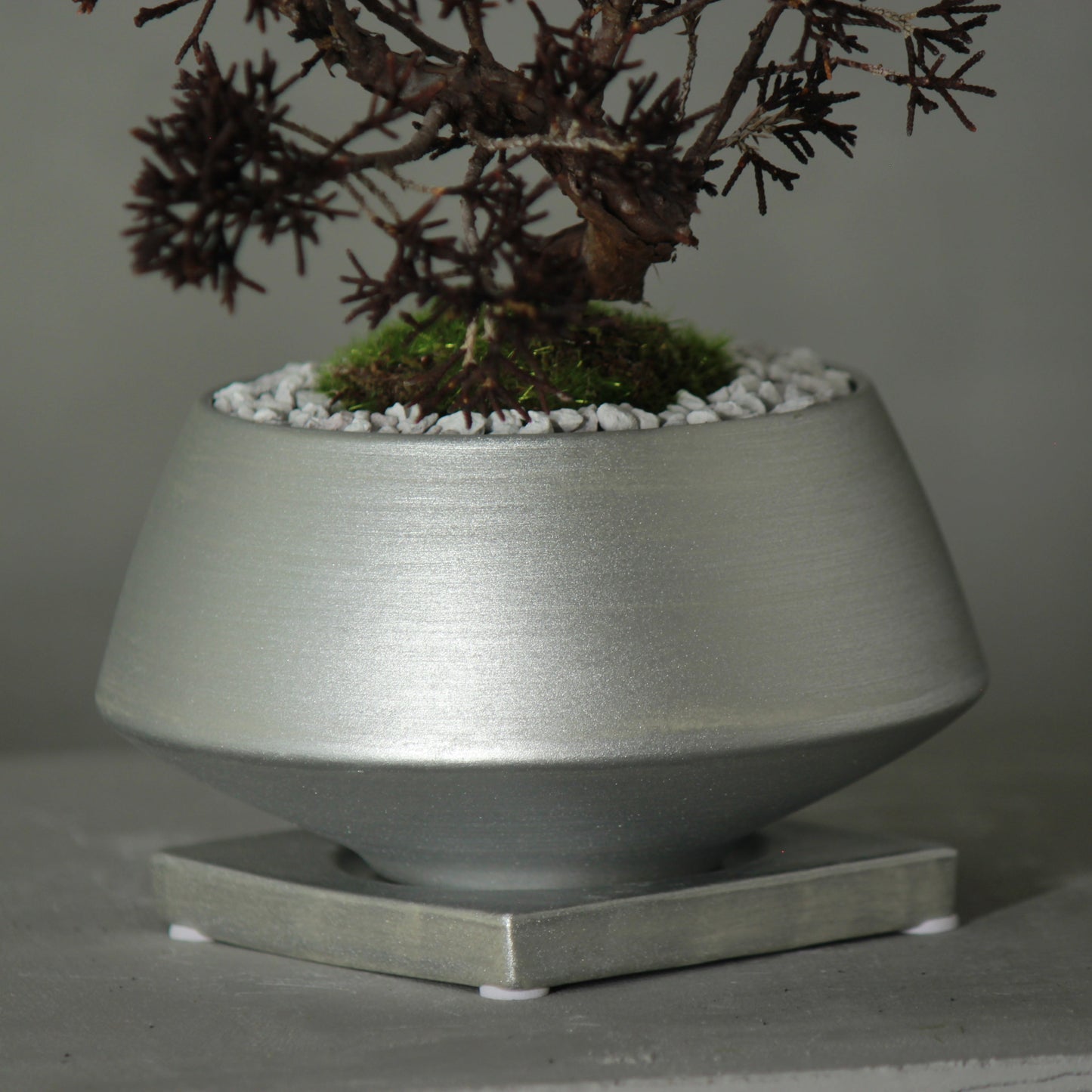 Tokocie BONSAI 真柏