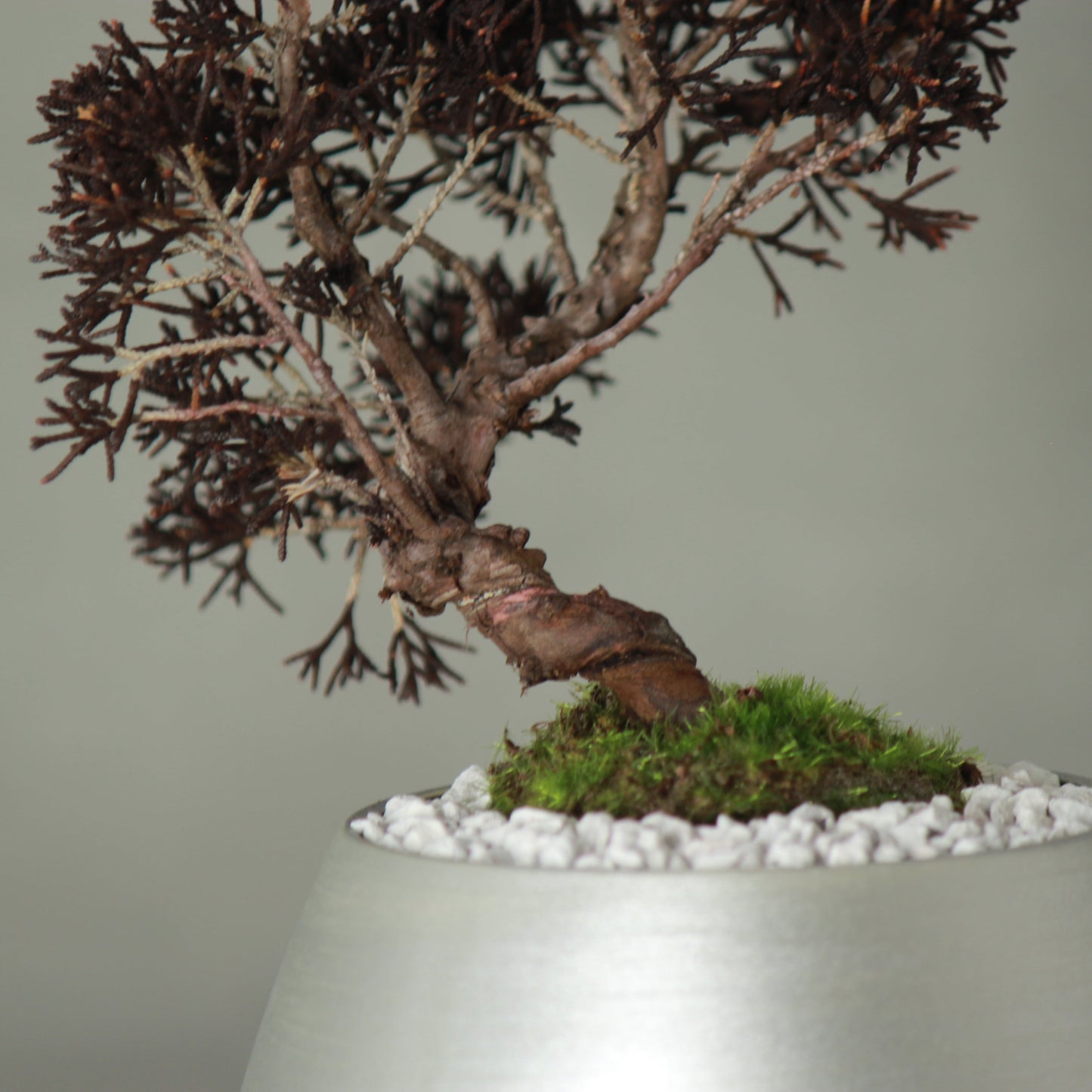 Tokocie BONSAI 真柏