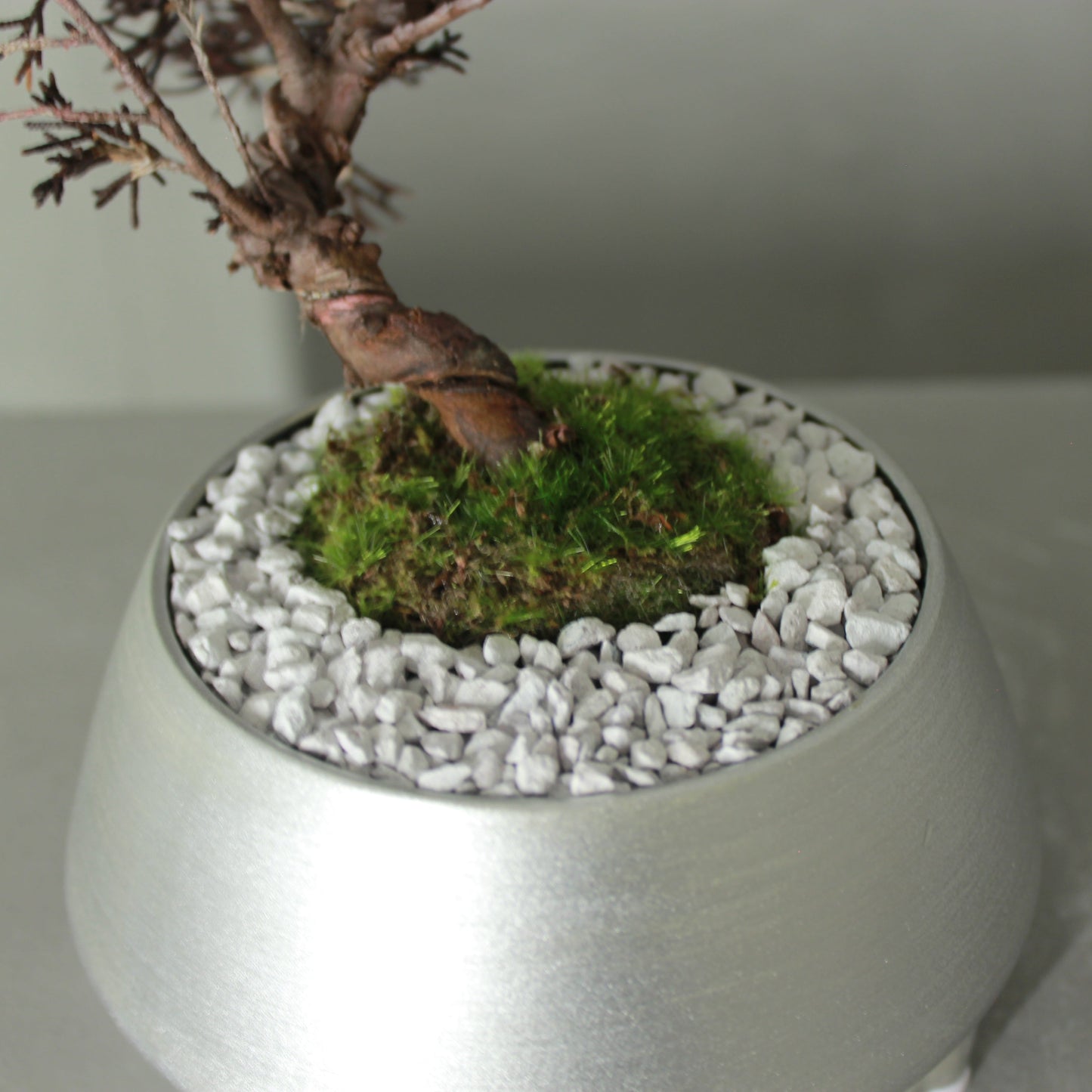 Tokocie BONSAI 真柏