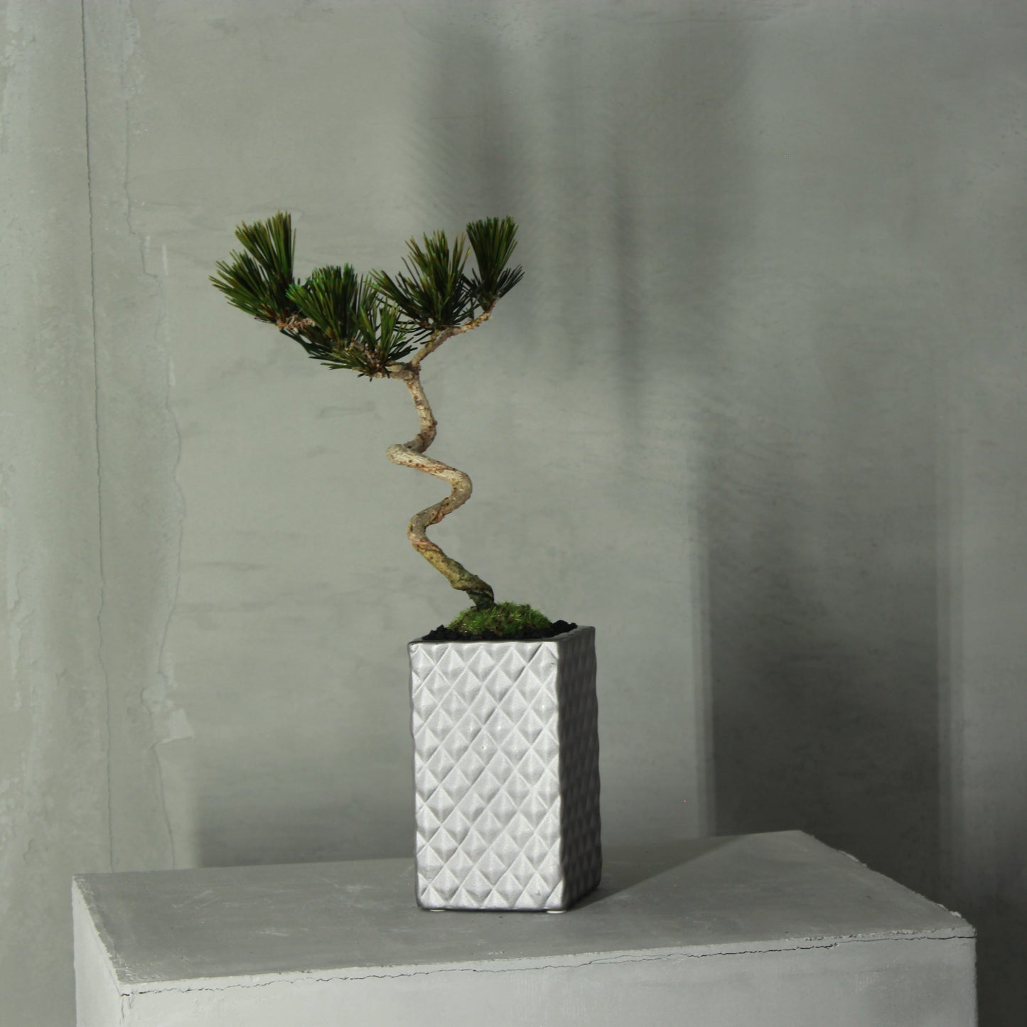 Tokocie BONSAI 黒松
