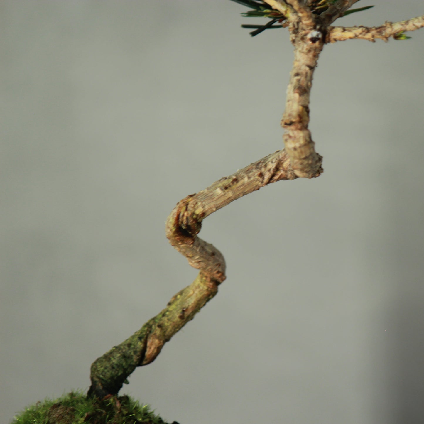 Tokocie BONSAI 黒松
