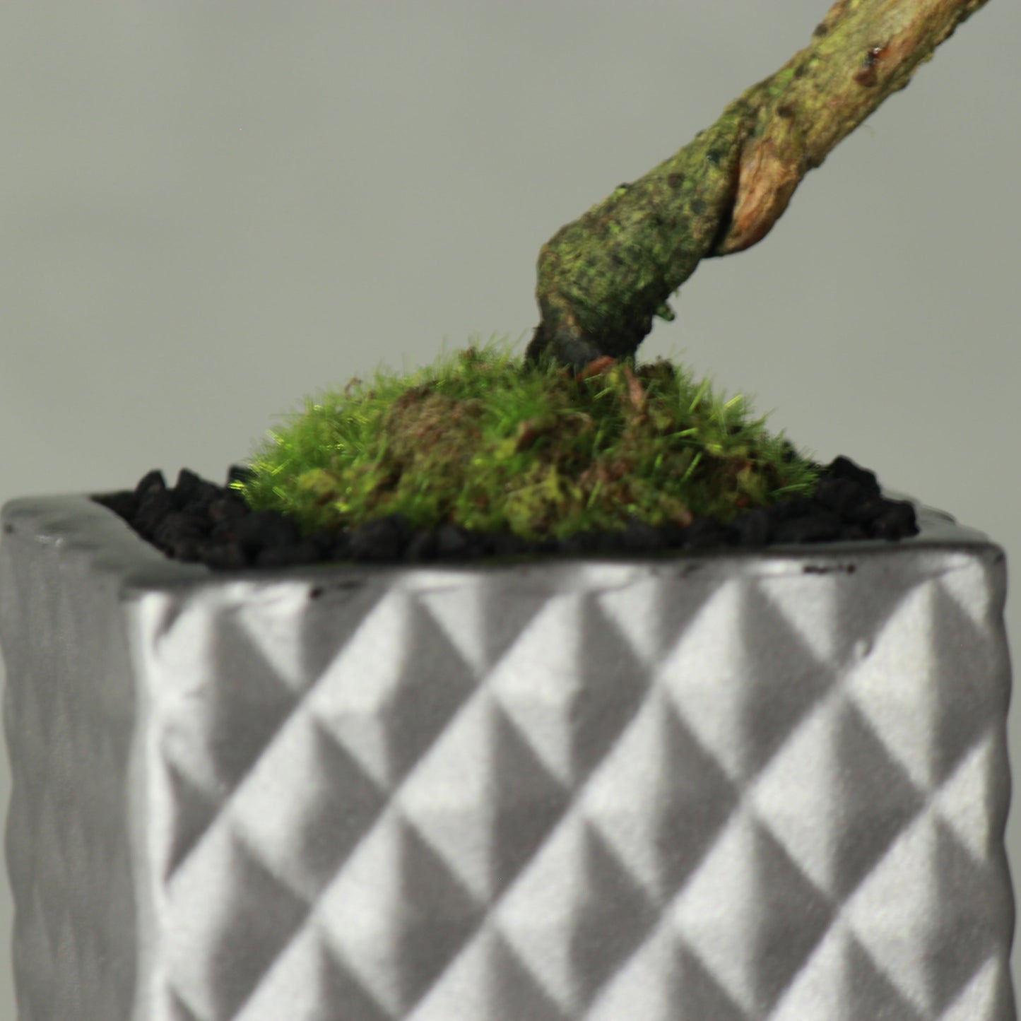 Tokocie BONSAI 黒松
