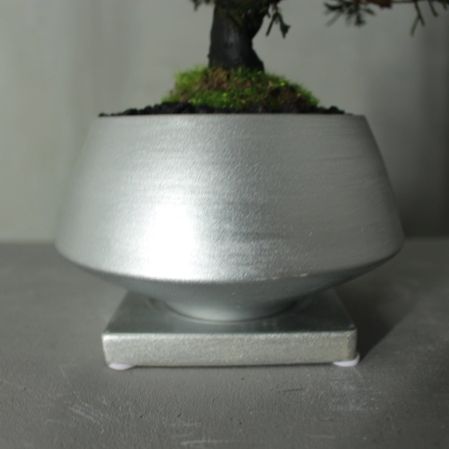 Tokocie BONSAI 真柏