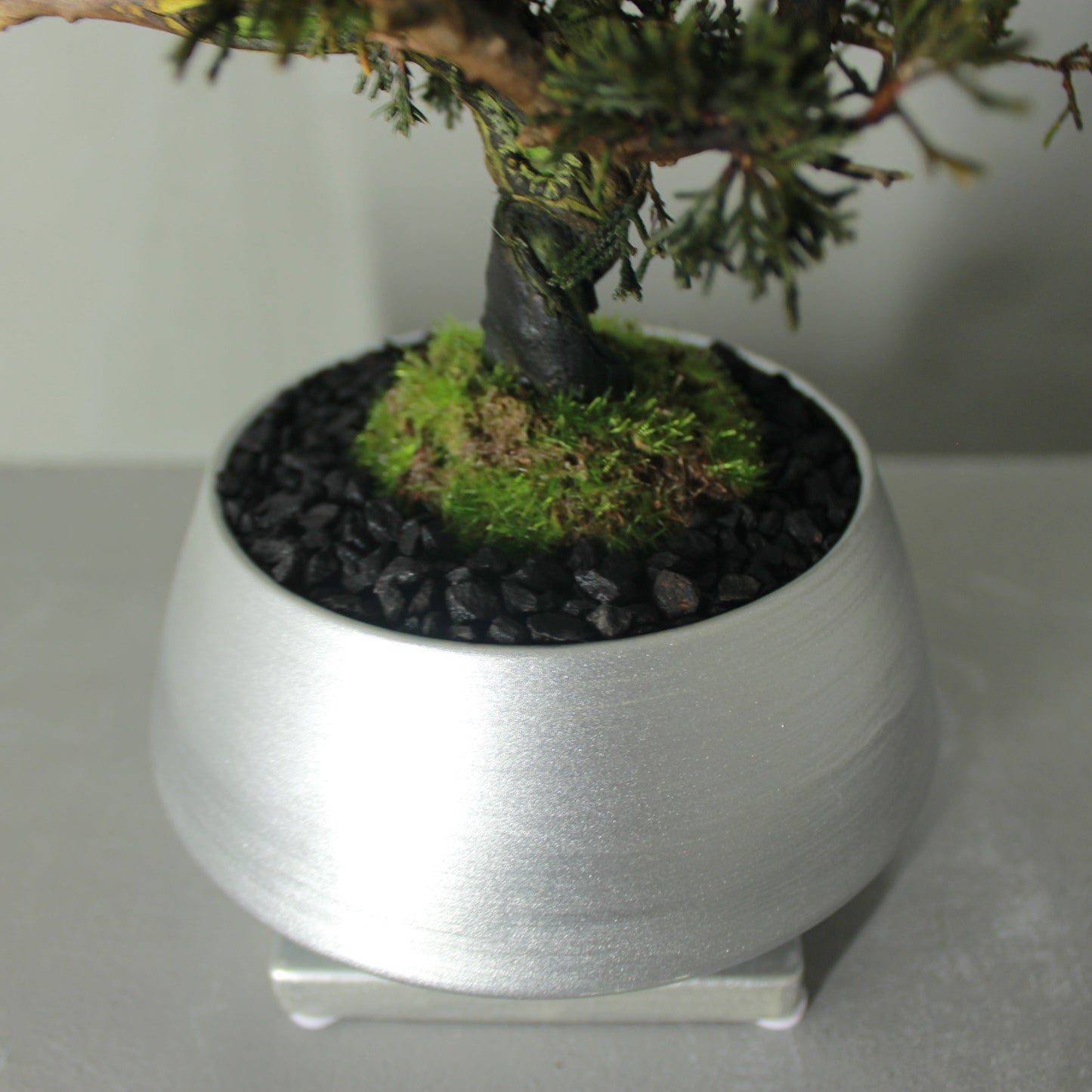 Tokocie BONSAI 真柏