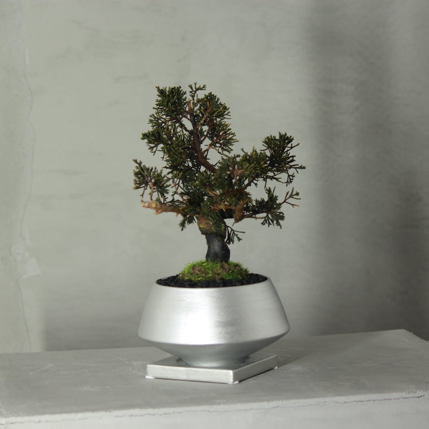 Tokocie BONSAI 真柏