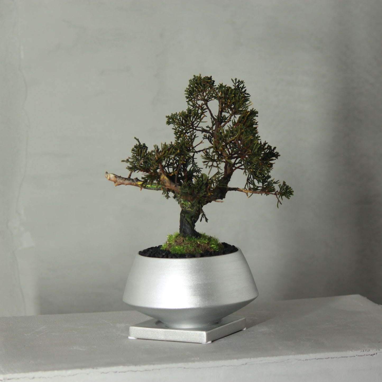 Tokocie BONSAI 真柏