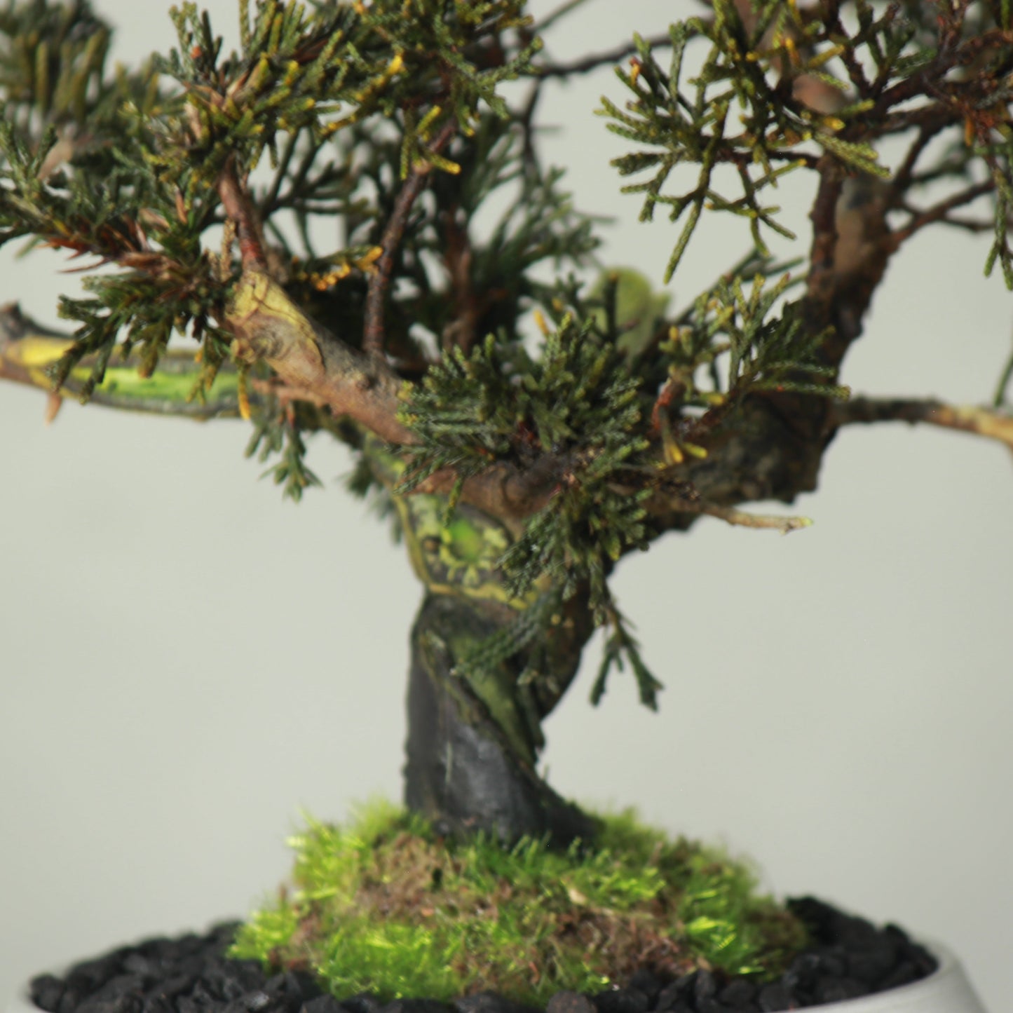 Tokocie BONSAI 真柏