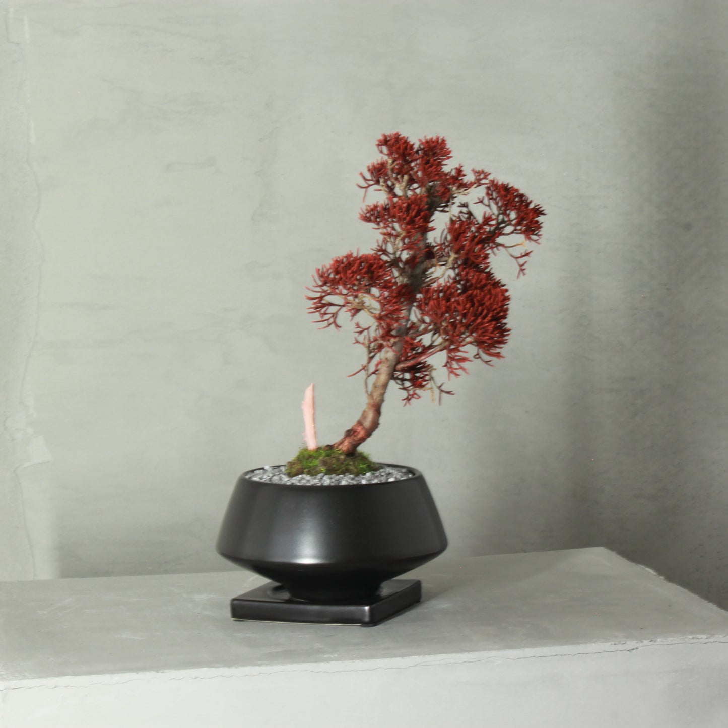 Tokocie BONSAI 真柏