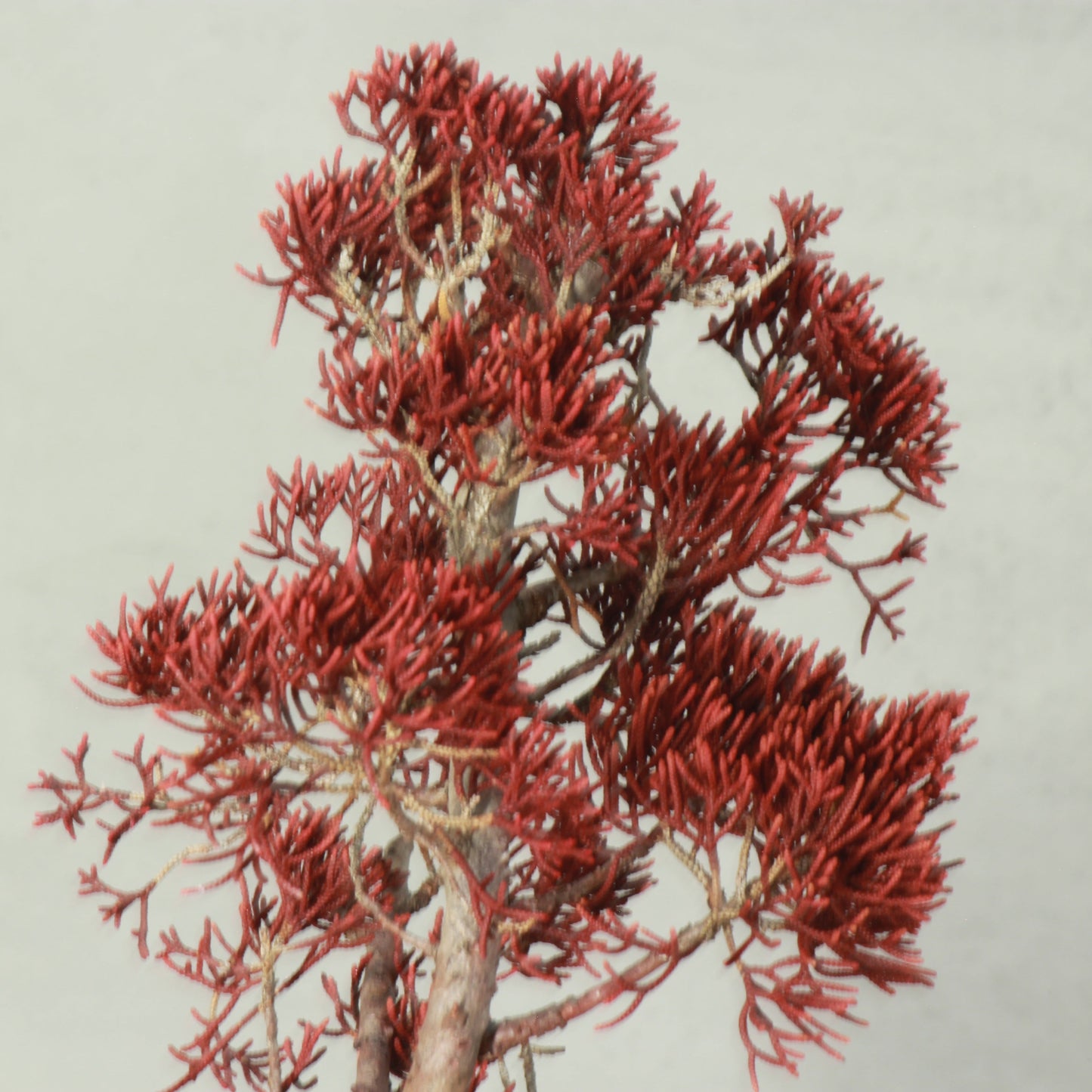 Tokocie BONSAI 真柏