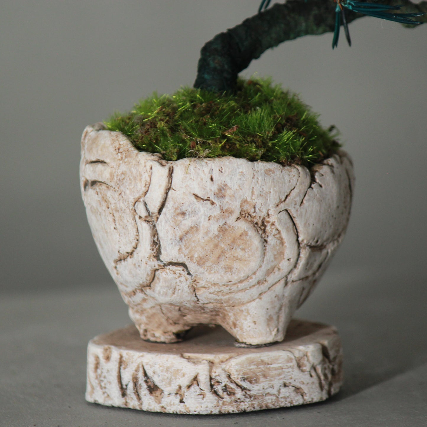 Tokocie BONSAI mini 黒松