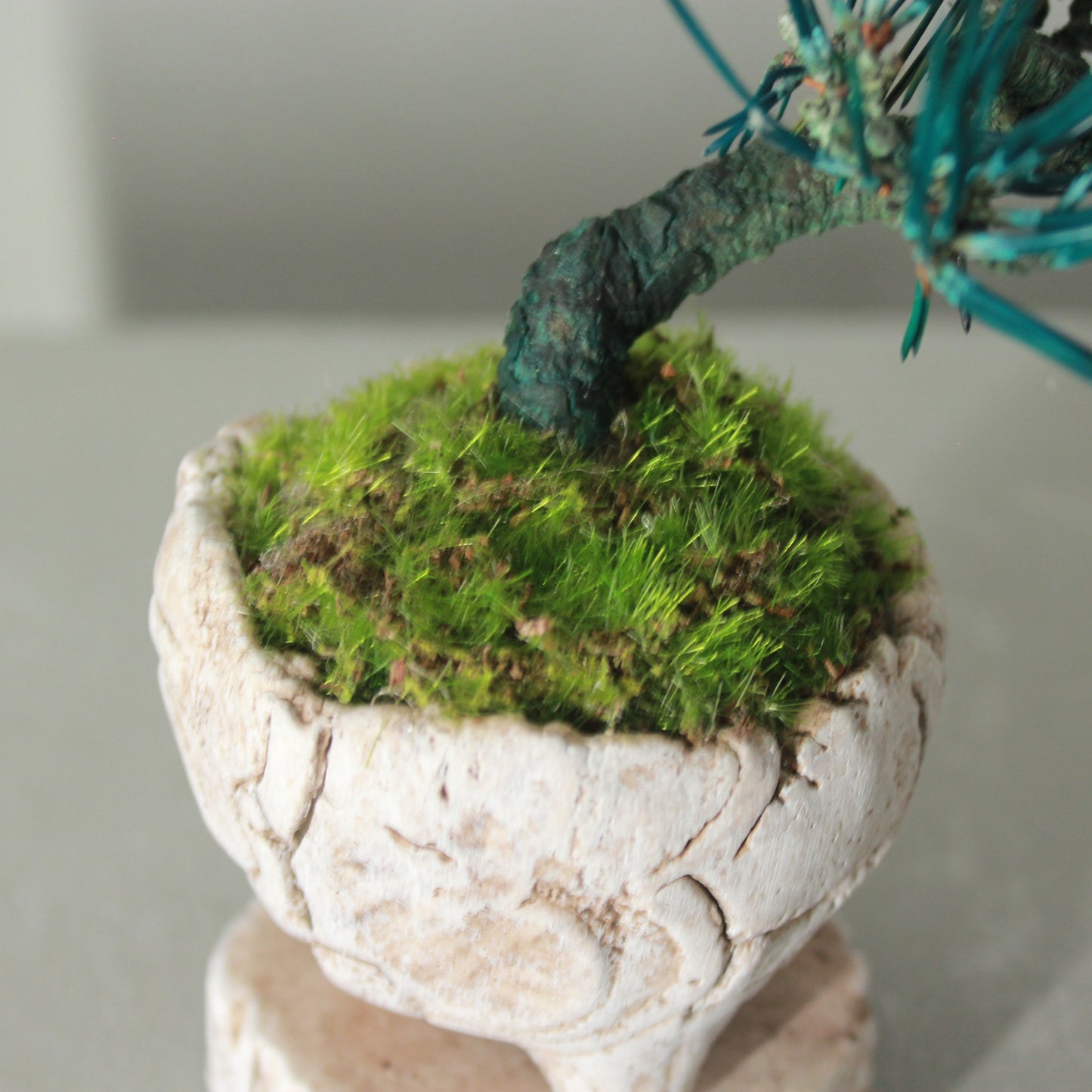 Tokocie BONSAI mini 黒松
