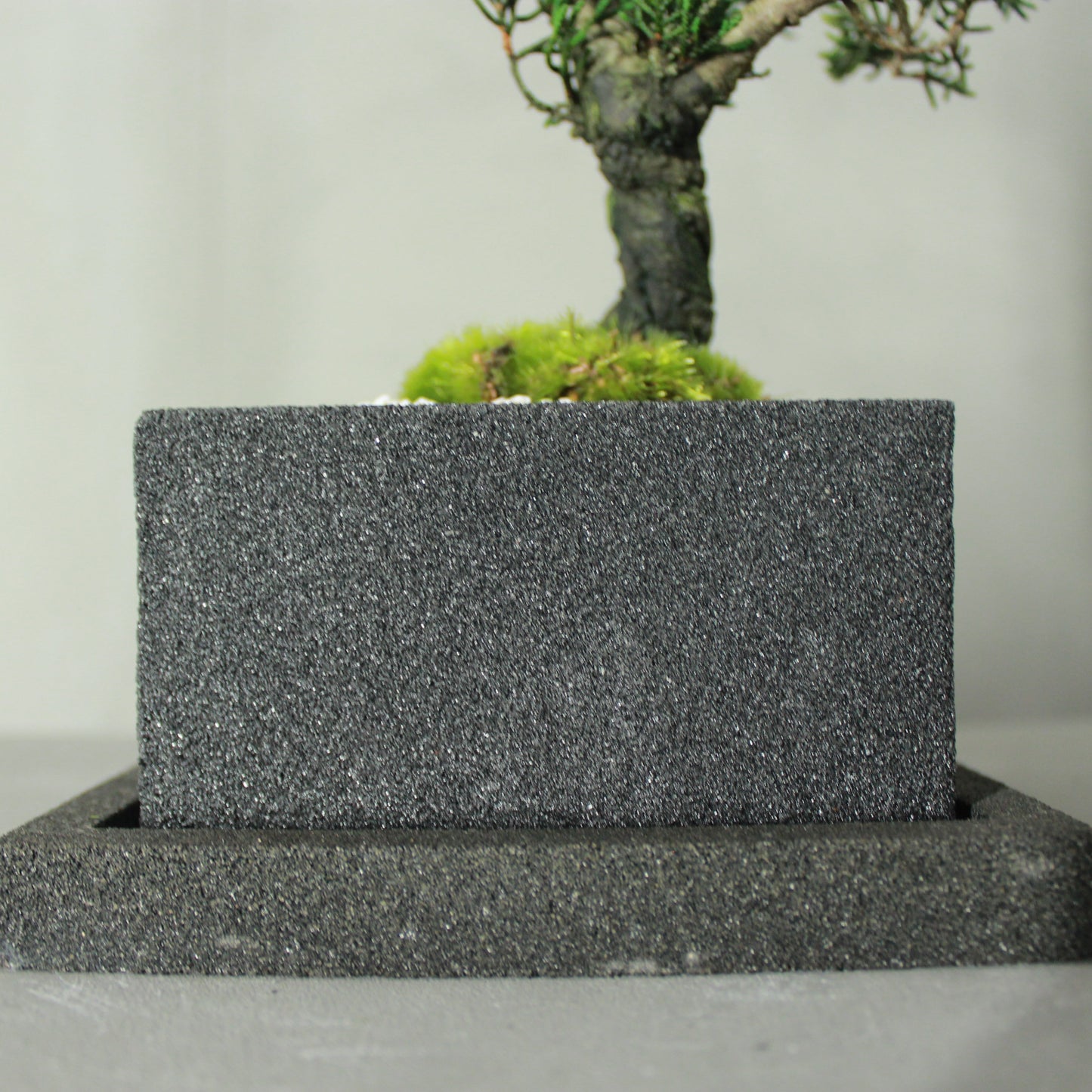 Tokocie BONSAI 真柏