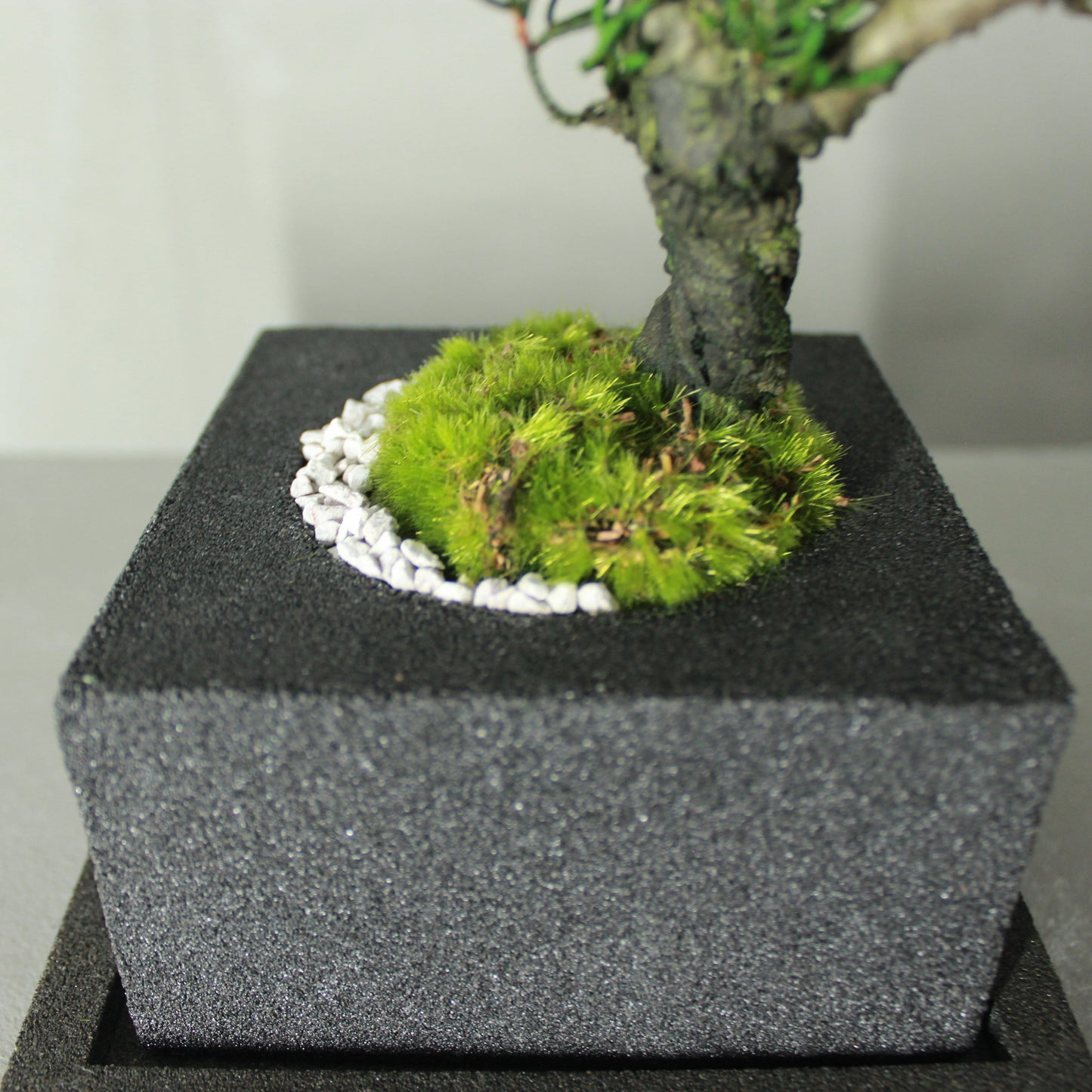 Tokocie BONSAI 真柏