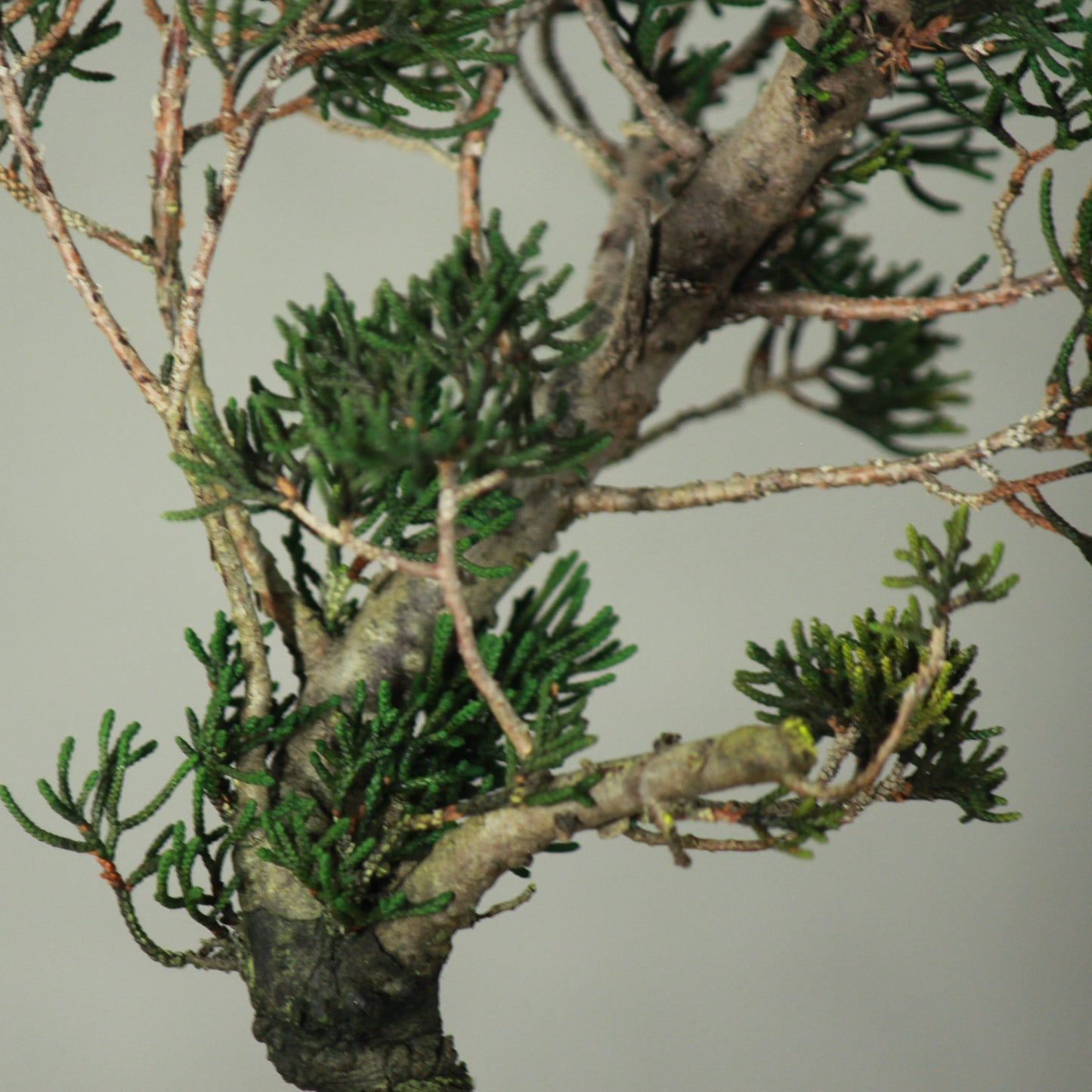 Tokocie BONSAI 真柏