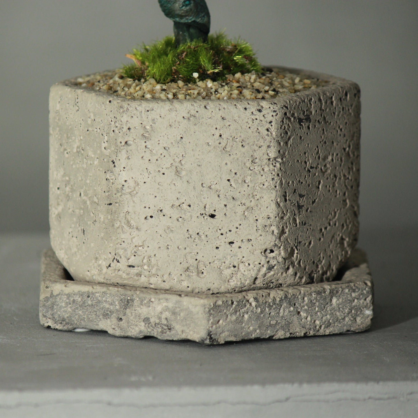 Tokocie BONSAI  真柏