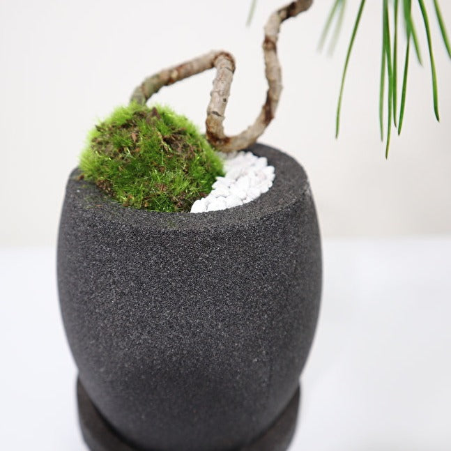 Tokocie BONSAI 黒松