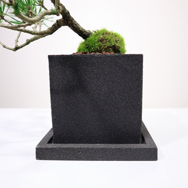 Tokocie BONSAI 赤松