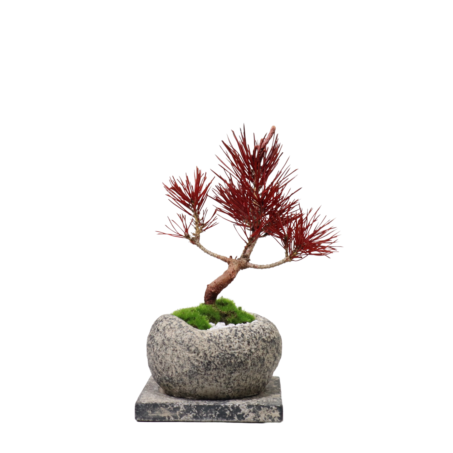 Tokocie BONSAI 黒松