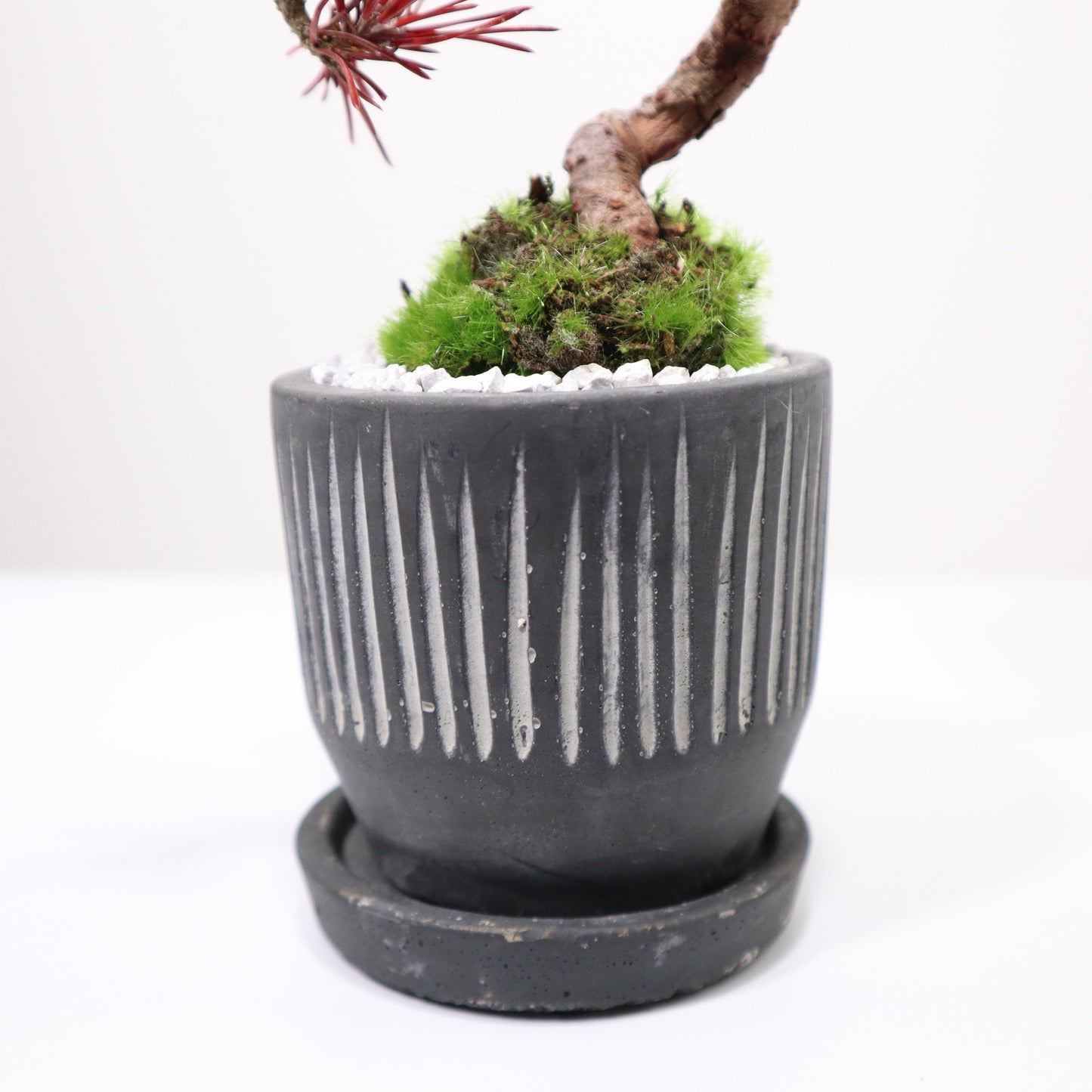Tokocie BONSAI mini 黒松