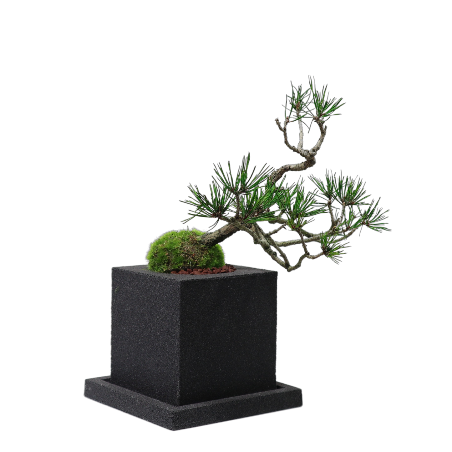 Tokocie BONSAI 赤松