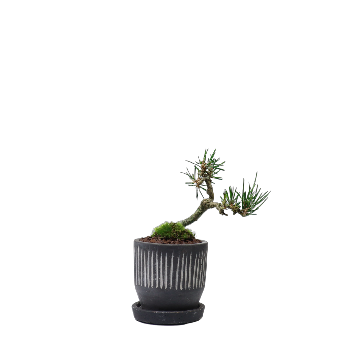 Tokocie BONSAI mini 黒松
