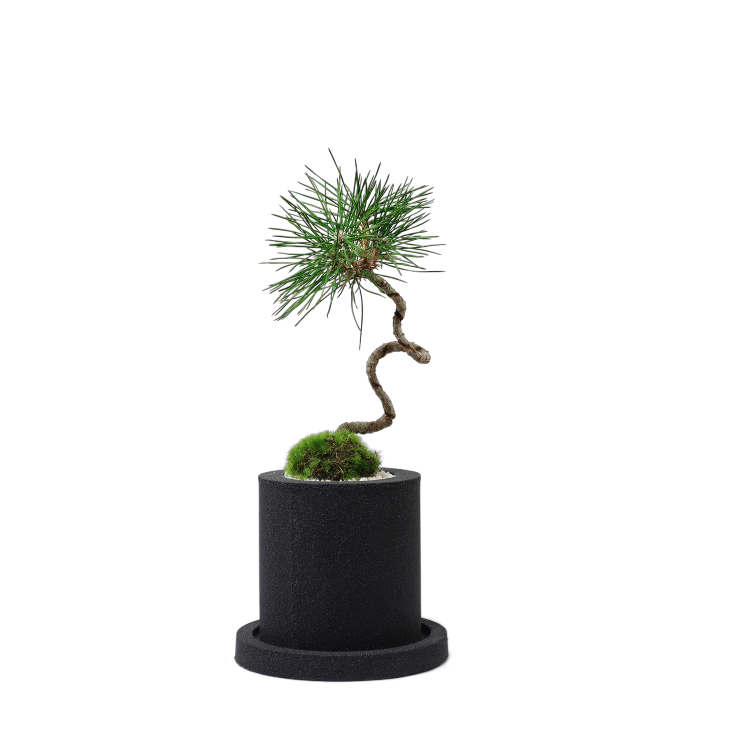 Tokocie BONSAI 黒松