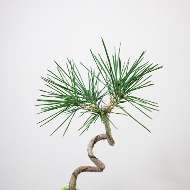 Tokocie BONSAI 黒松
