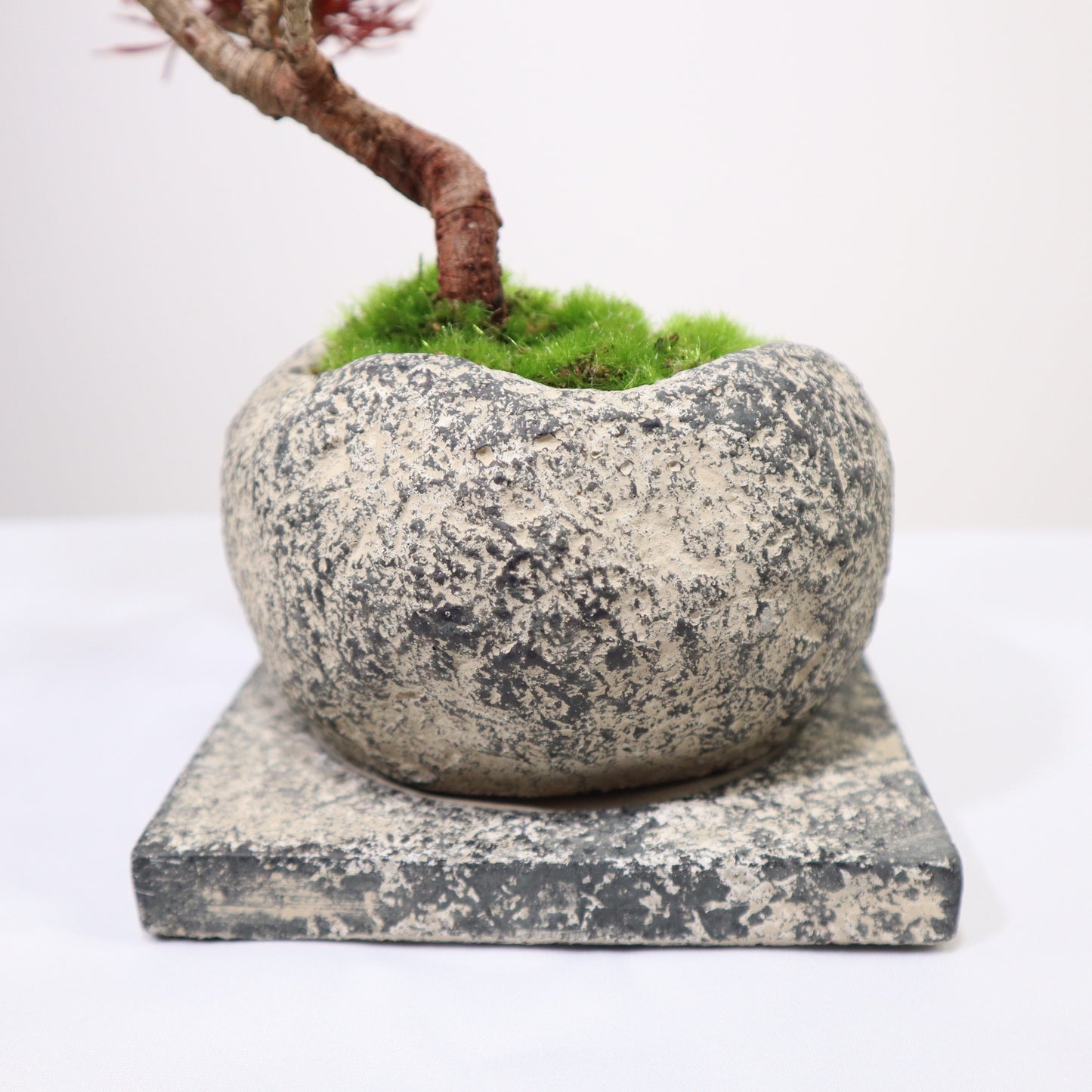 Tokocie BONSAI 黒松