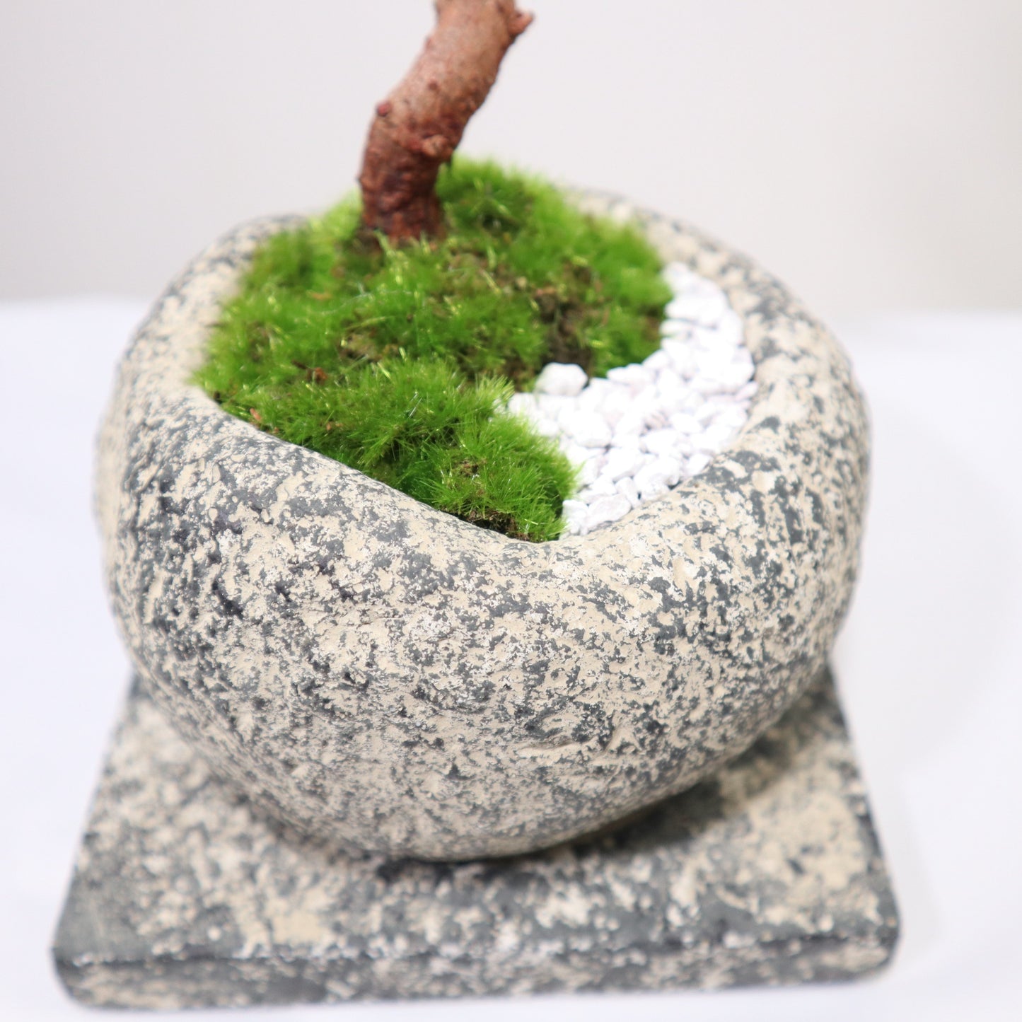 Tokocie BONSAI 黒松