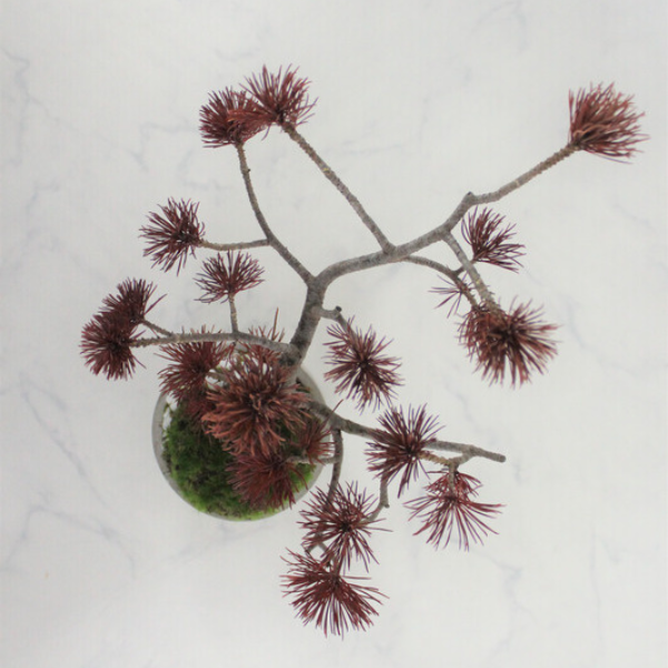 Tokocie BONSAI 五葉松