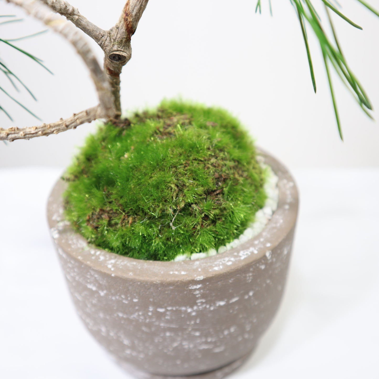 Tokocie BONSAI 黒松